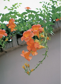 Orange Cape Honeysuckle Cutting – 8 Inch Unrooted Propagation Stem Tecoma capensis Climbing Shrub