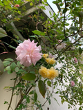 Miniature Rose Cuttings Combo – Pink & Yellow Organic Live Unrooted Rose Plants Rosa spp.
