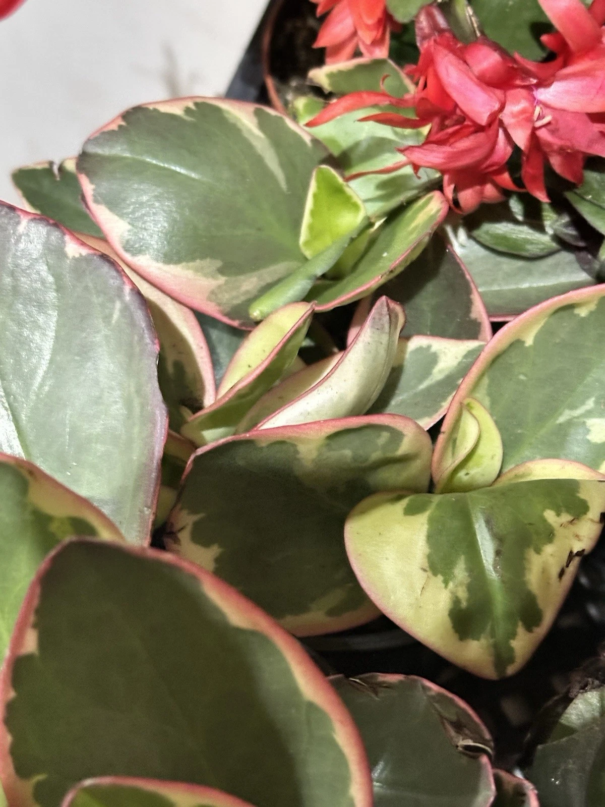 Peperomia Clusiifolia Tricolor Plant – Live Rooted Succulent Houseplant 3–5 Inches with Red Variegated Foliage