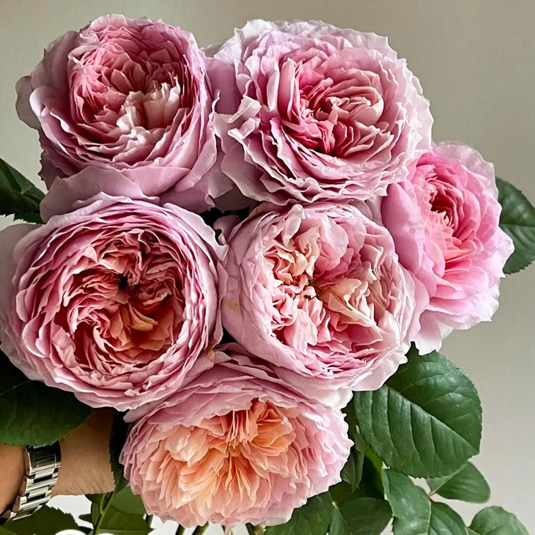 Tantau Highgarden Rose Cuttings – 3 Fresh Garden Shrub Rose Propagation Material Rosa 'Highgarden'