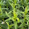 French Tarragon Live Starter Plants – 4–5 Inch Artemisia dracunculus sativa Perennial Herb