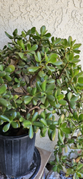Jade Plant Cuttings – 8 Inch Live Unrooted Crassula Ovata Succulent for Indoor Growing