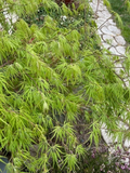 Japanese Dwarf Maple Unrooted Cuttings – 6 Acer palmatum Scions for Rooting, Grafting, Propagation