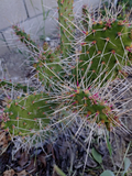 Unrooted Consolea Millspaughii Cactus Cutting – 8-10 Inch Opuntia-Type Live Propagation Segment