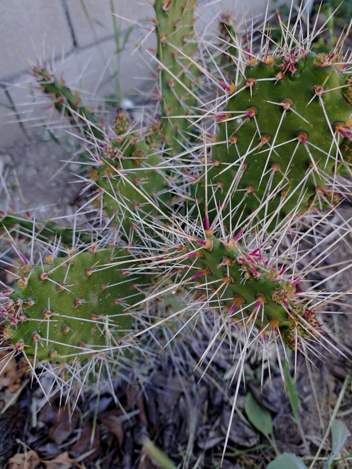 Unrooted Consolea Millspaughii Cactus Cutting – 8-10 Inch Opuntia-Type Live Propagation Segment