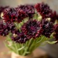 Black Cornflower Seeds - 100 Centaurea Cyanus Seeds for Edible Garnish & Ornamental Gardens