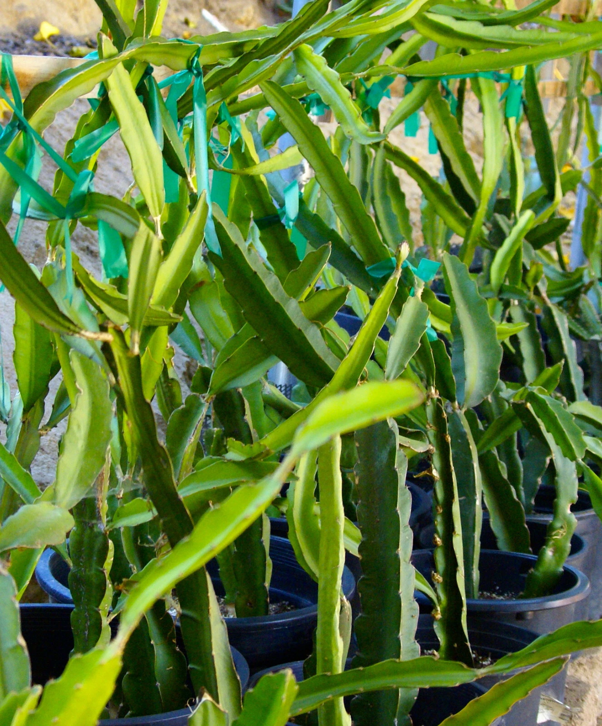 Dragon Fruit Cuttings – 8-10 Inch Self-Fertile Selenicereus spp. Tropical Climbing Cactus for Garden or Container