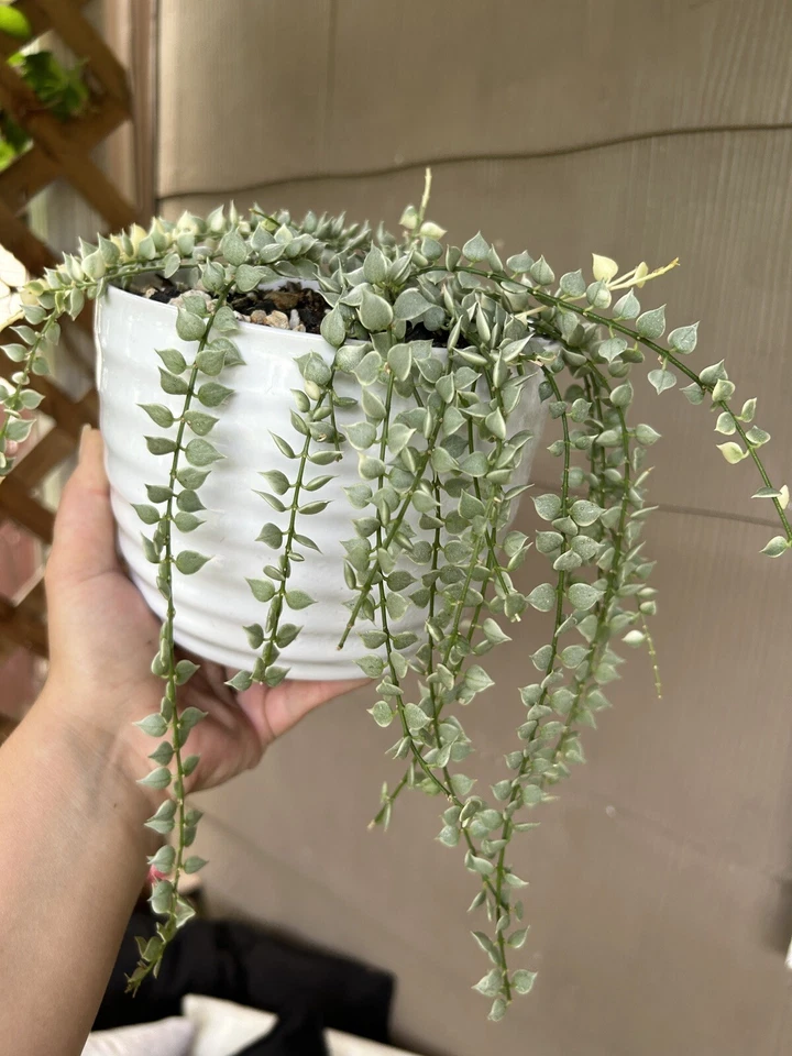 Dischidia Ruscifolia Variegata Trailing Houseplant Cutting - Rare Million of Hearts Indoor Plant
