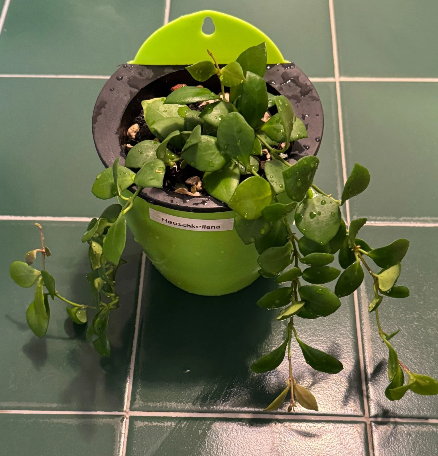 Hoya Heuschkeliana Green Cutting – Live Unrooted 2-Node Propagation Plant for Indoor Vining Houseplant