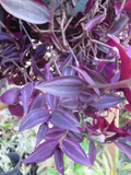 Tradescantia Zebrina Dark Burgundy 12 Unrooted Cuttings - Wandering Jew Live Plant