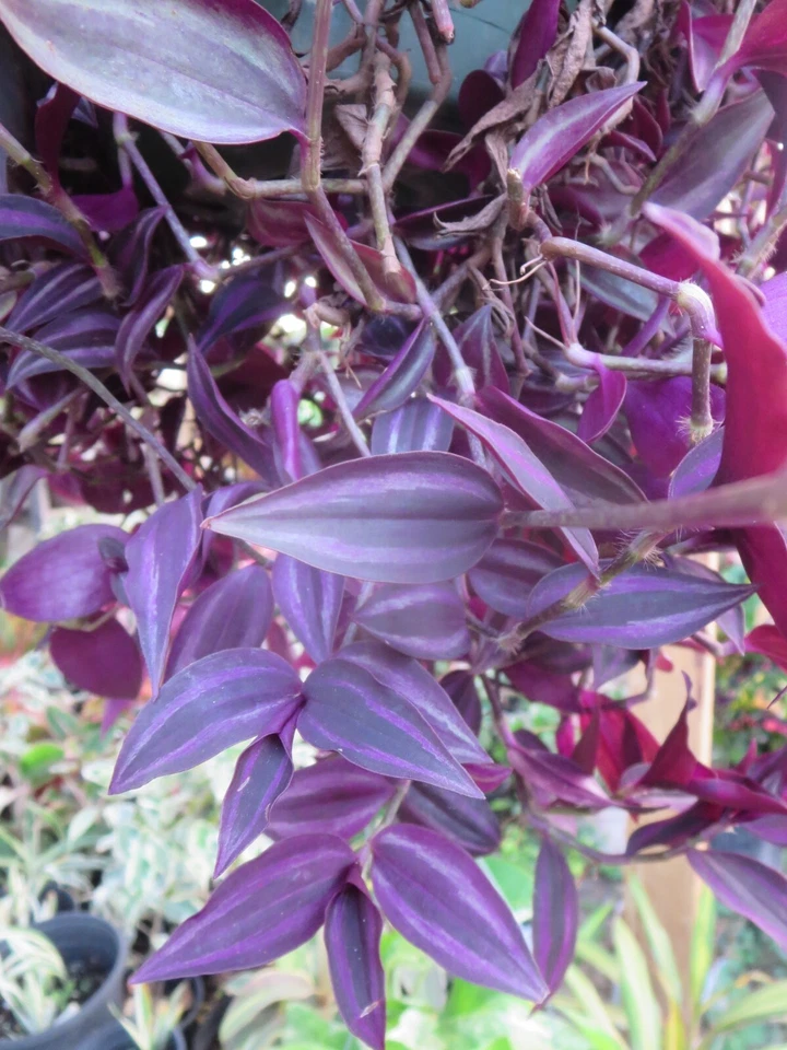 Tradescantia Zebrina Dark Burgundy 12 Unrooted Cuttings - Wandering Jew Live Plant