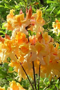 Dancing Rabbit Azalea Starter Plant - Deciduous Rhododendron Dormant Live Shrub