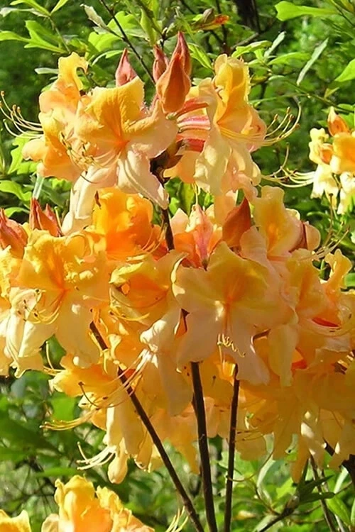 Dancing Rabbit Azalea Starter Plant - Deciduous Rhododendron Dormant Live Shrub