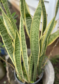 Sansevieria Laurentii Leaf Cuttings – 4 Variegated Snake Plant Starters Hawaii Grown