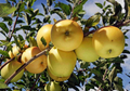 Golden Delicious Apple Scion Wood 10 Pack Unrooted Live Cuttings for Grafting Fruit Tree Propagation
