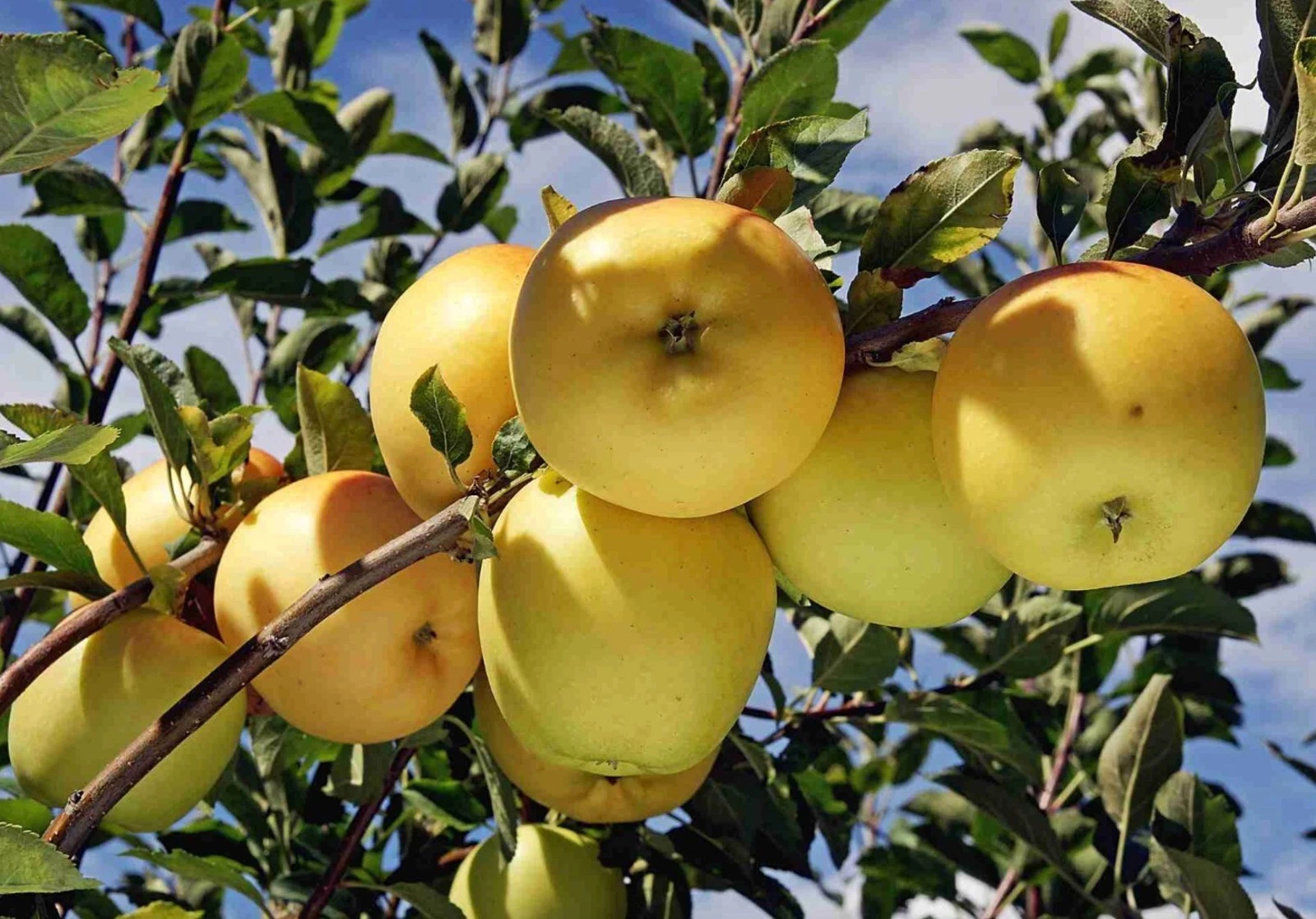 Golden Delicious Apple Scion Wood 10 Pack Unrooted Live Cuttings for Grafting Fruit Tree Propagation