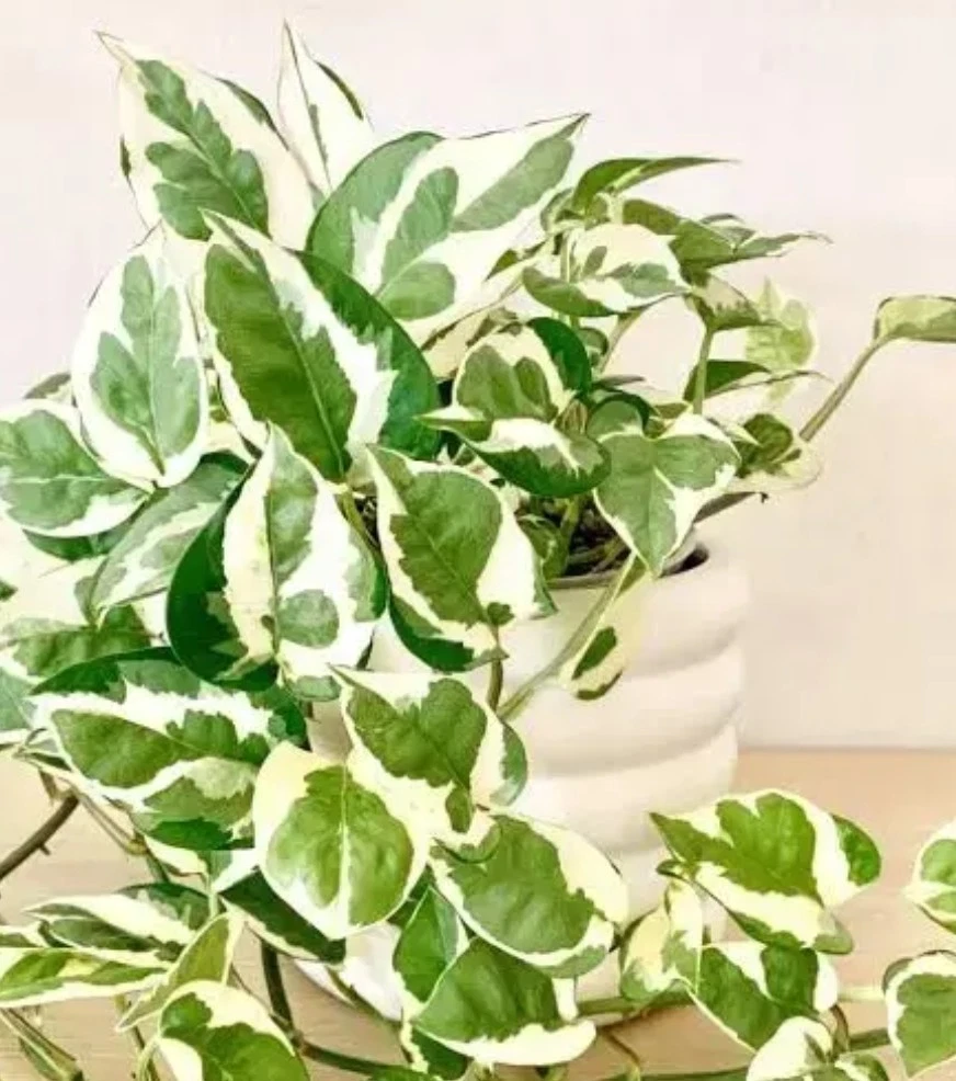 Unrooted N’Joy Pothos Cuttings Set of 3 – Variegated Epipremnum aureum for Propagation, Indoor Trailing Houseplant