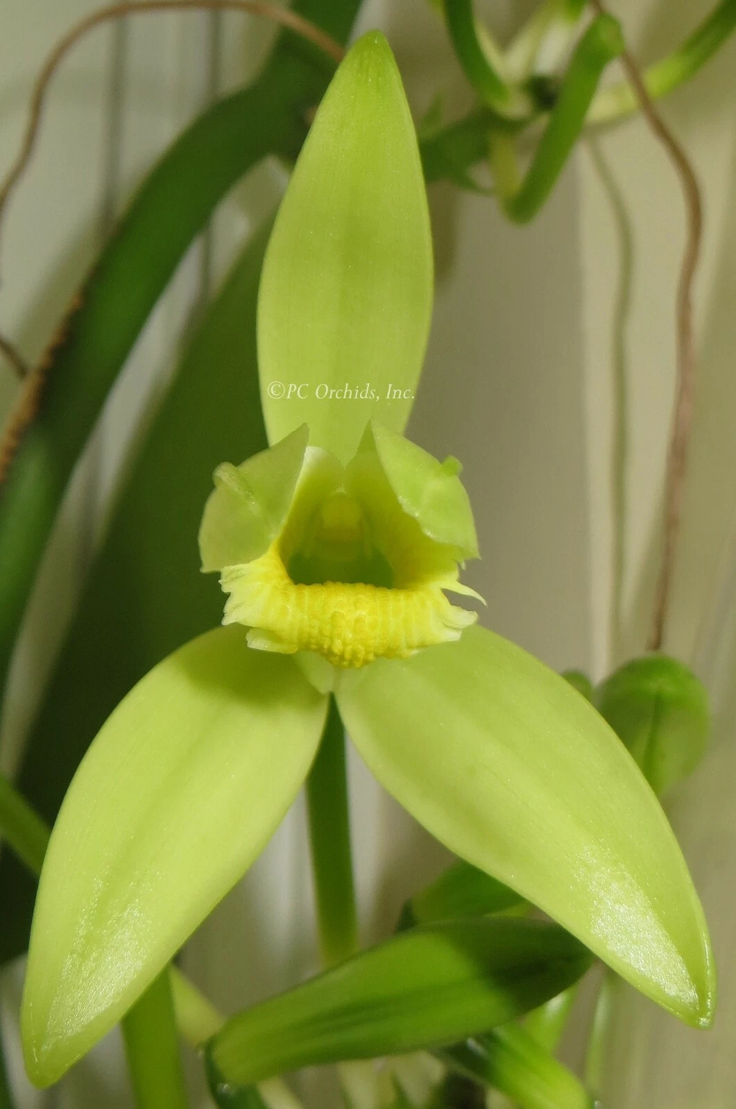 Vanilla Planifolia Cuttings – 12 Inch Live Unrooted Orchid Vine Propagation Cuttings