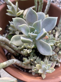 Ghost Plant Succulent Rooted Cuttings – Graptopetalum paraguayense in 2 Inch Pot, Indoor Succulent, Lavender Gray Foliage
