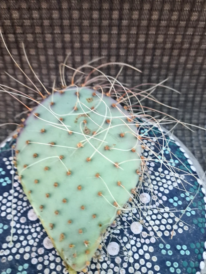 Opuntia Azurea Parva Cactus Cutting - Blue-Green Prickly Pear Live Starter for Containers & Rock Gardens
