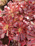 Succulent Cuttings Set of 2 Aeonium Medusa Unrooted Rosette Starters for Propagation