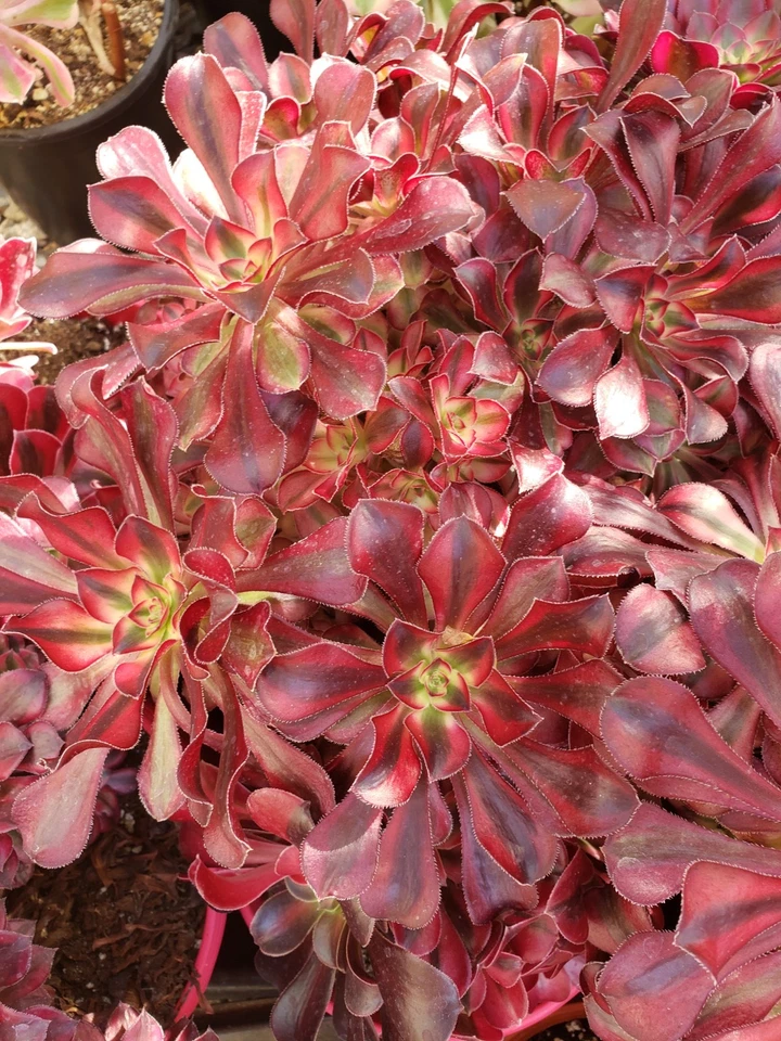 Succulent Cuttings Set of 2 Aeonium Medusa Unrooted Rosette Starters for Propagation