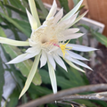 Epiphyllum Orchid Cactus Cutting – ‘Ophelia’ White Flowers, 8–10 Inches, Unrooted Epiphyllum Scientific Name