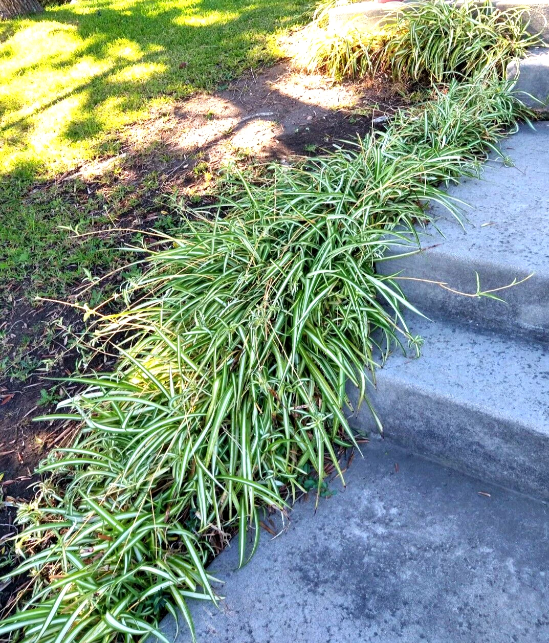 Spider Plant Cuttings – Lot of 15 Young Rooted Chlorophytum comosum Indoor Houseplant Propagation