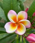 Fireblast Plumeria Cutting Live - 3 Tip Frangipani Cutting for Propagation