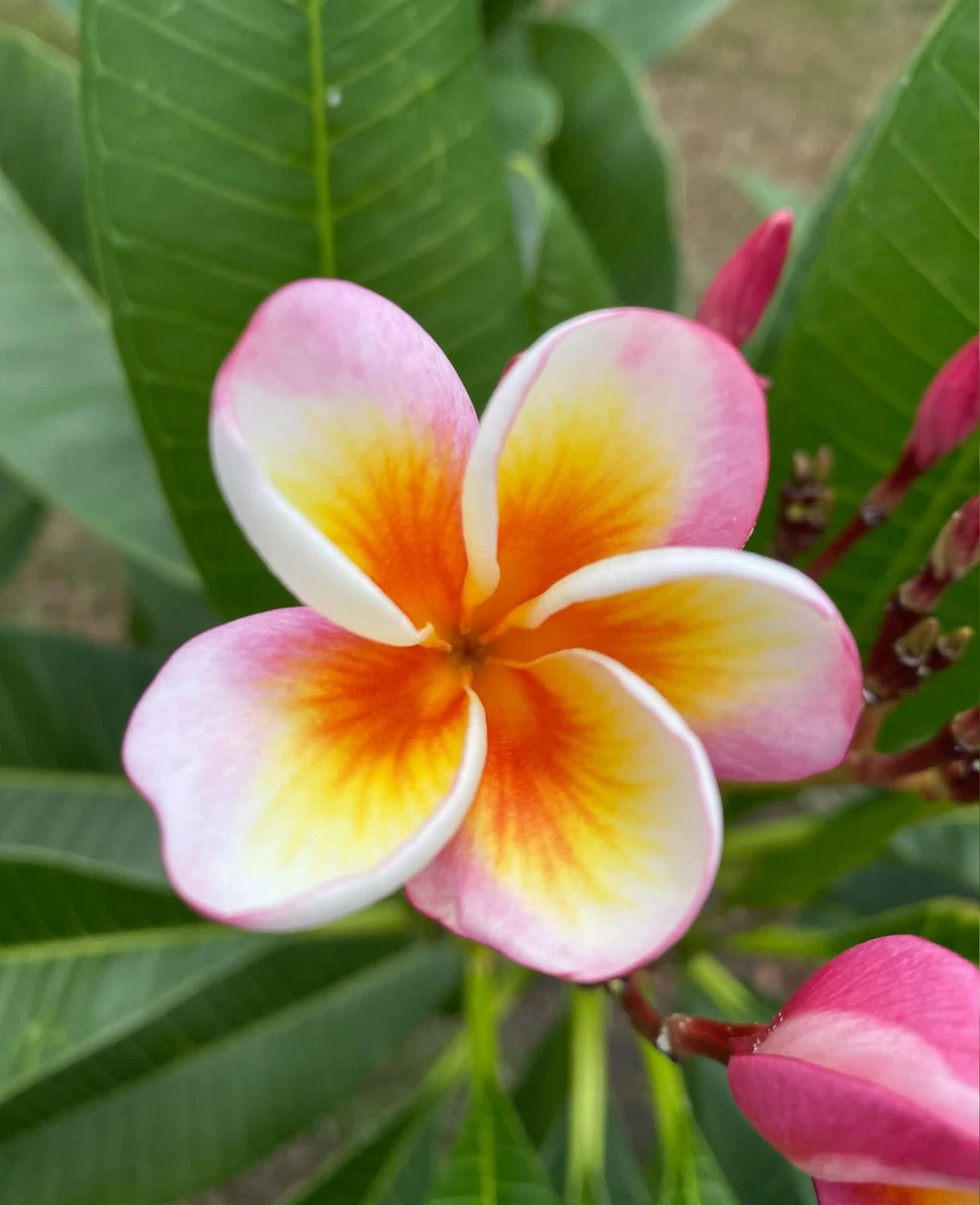 Fireblast Plumeria Cutting Live - 3 Tip Frangipani Cutting for Propagation