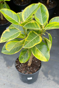 Yellow Gem Rubber Tree Starter Plant – Rooted Ficus elastica ‘Yellow Gem’ Indoor Houseplant for Bright Indirect Light