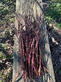 Nectarine Fruit Tree Softwood Cuttings for Propagation – Prunus persica var. nucipersica, Stone Fruit, Rooting Set of 5