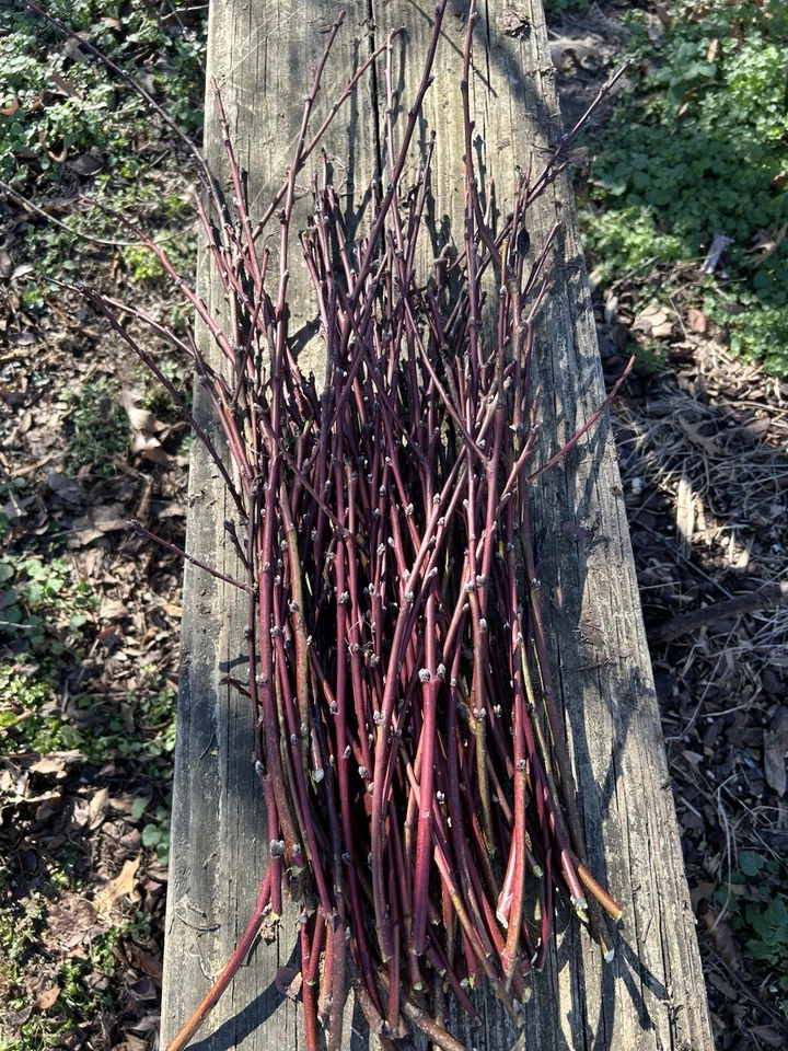 Nectarine Fruit Tree Softwood Cuttings for Propagation – Prunus persica var. nucipersica, Stone Fruit, Rooting Set of 5