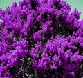 Dark Purple Crape Myrtle Rooted Plants – Set of 2 Lagerstroemia Flowering Shrubs for Landscape & Containers