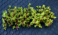 Elephant Bush Succulent Cuttings – 20+ Unrooted Portulacaria afra Green Succulent for Propagation and Container Growing