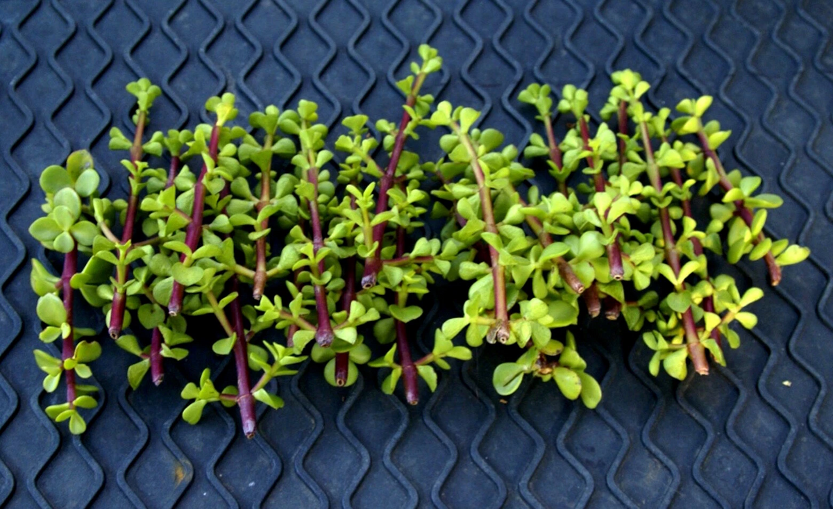 Elephant Bush Succulent Cuttings – 20+ Unrooted Portulacaria afra Green Succulent for Propagation and Container Growing