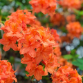 Mandarin Azalea Rhododendron Hybrid Starter Plant – Live Ornamental Shrub for Garden Beds & Containers