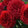 Don Juan Climbing Rose Live Plant - 1.5 Gallon Potted Red Flowering Rose Vine Rosa ‘Don Juan’
