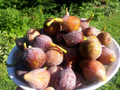 Celeste Fig Tree Cuttings – 40 Live Ficus carica ‘Celeste’ Cold Hardy Fig Propagation Unrooted Planting Material