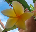 Yellow Plumeria Cutting – 8 Inch Unrooted Frangipani Propagation Top, Tropical Flowering Tree, Plumeria spp.