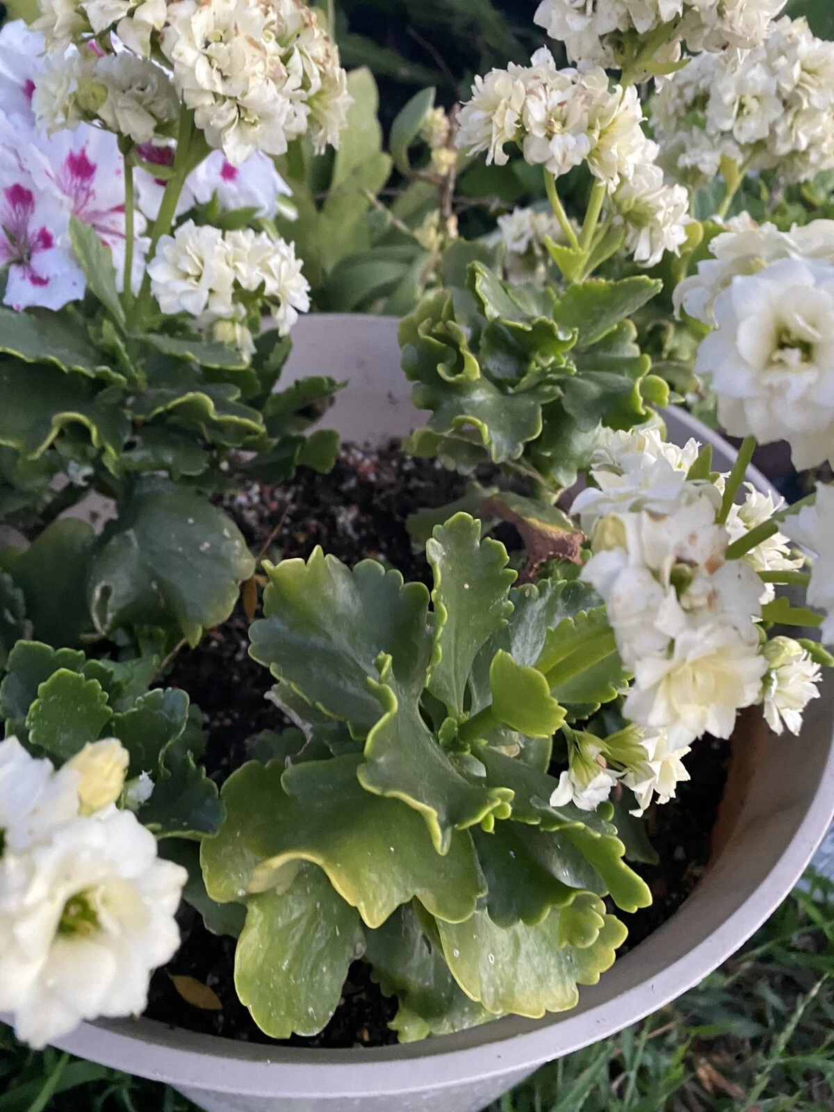 White Kalanchoe Cuttings - Kalanchoe blossfeldiana Succulent 3 Unrooted Cuttings