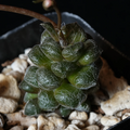 Anacampseros baeseckei Succulent – Live Potted Plant in 2-Inch Pot, Compact Rosette Fleshy Leaves for Indoor & Outdoor Planting