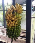 Pisang Ceylon Musa Banana Tree Small Rooted Starter Plant Tropical Fruit Plant for Garden or Container