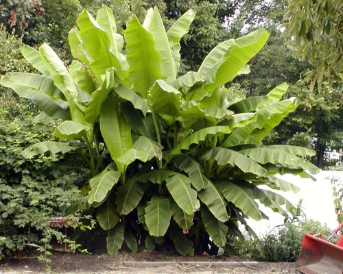 Basjoo Banana Tree Starter Plant – Musa basjoo Live Rooted Ornamental Banana for Garden or Container