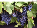 Hardy Blue Grape Cuttings Andre – 10 Dormant Cuttings for Cold Climates USA Canada Scandinavia