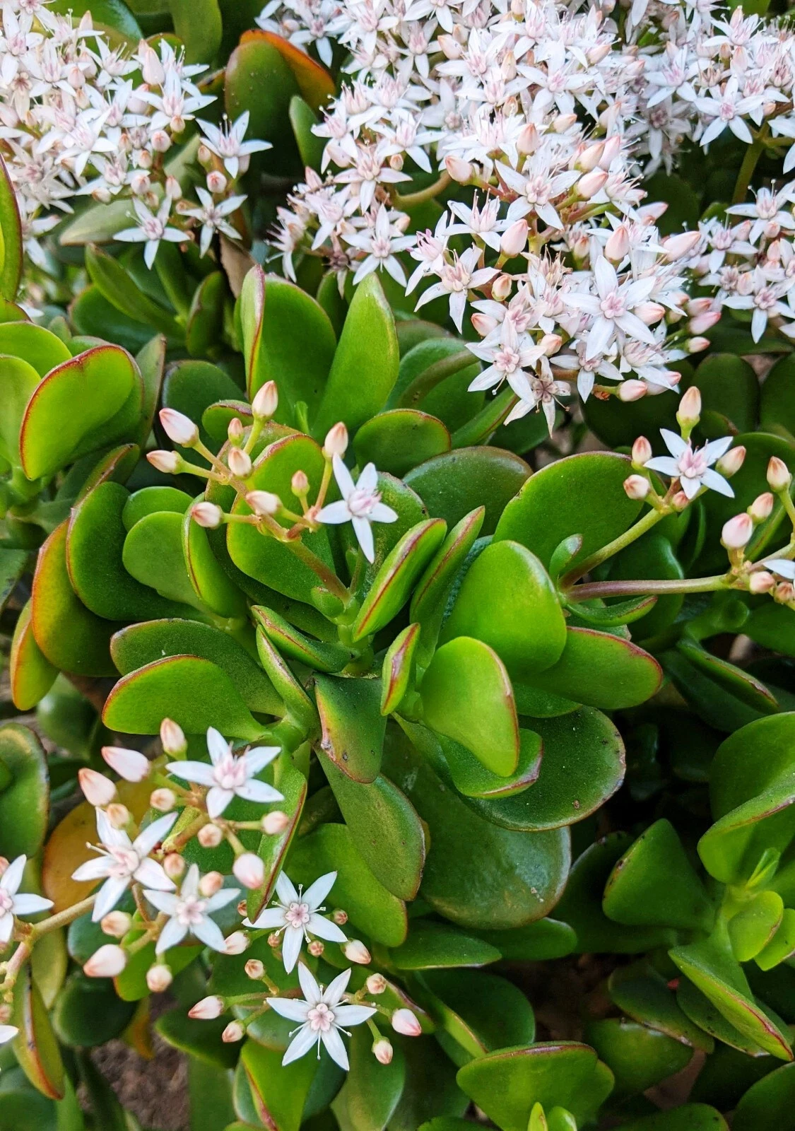 Jade Plant Succulent Cuttings – 3 Live Unrooted Crassula Ovata Propagation Stems 3–5 Inches