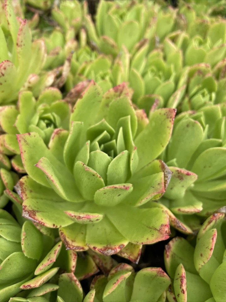 Aeonium Succulent Cuttings Set of 3 | Pink-Edged Green Rosettes for Propagation | Unrooted Live Plants