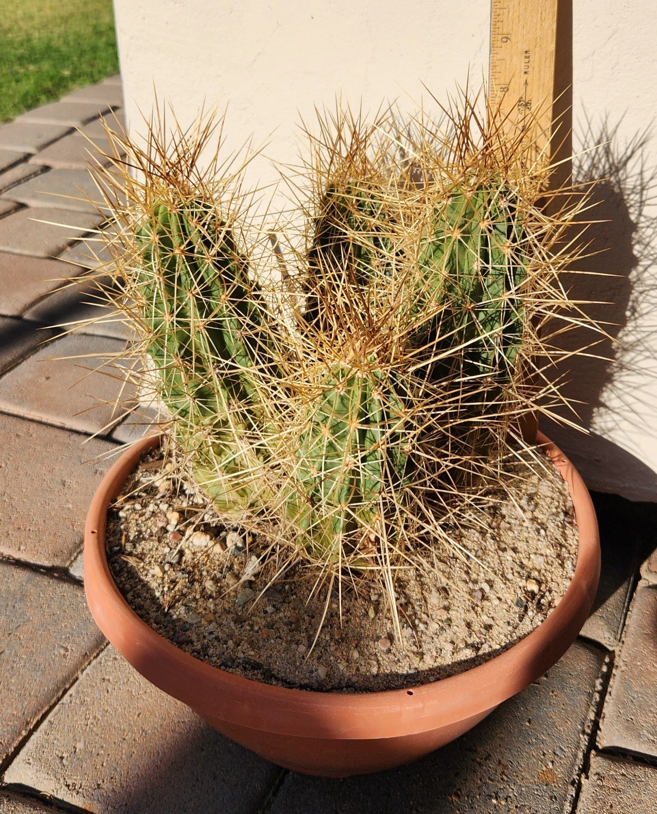 Strawberry Hedgehog Cactus Live Rooted Plant, Echinocereus stramineus, Ornamental Cactus for Pot & Garden