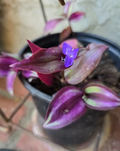 Purple Wandering Jew Cuttings – 12 Unrooted Tradescantia zebrina Live Trailing Houseplant, 4–6 Inch Foliage for Rooting