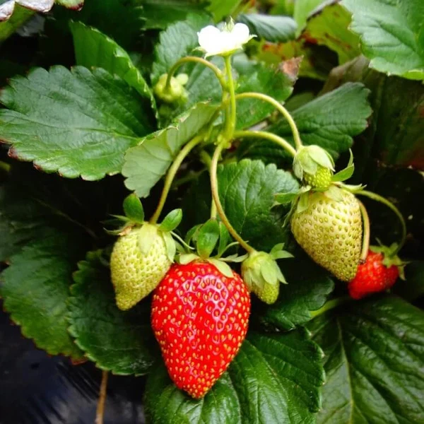 Fort Laramie Everbearing Strawberry Bare Roots – 5 Cold Hardy Plants for Garden Beds & Containers